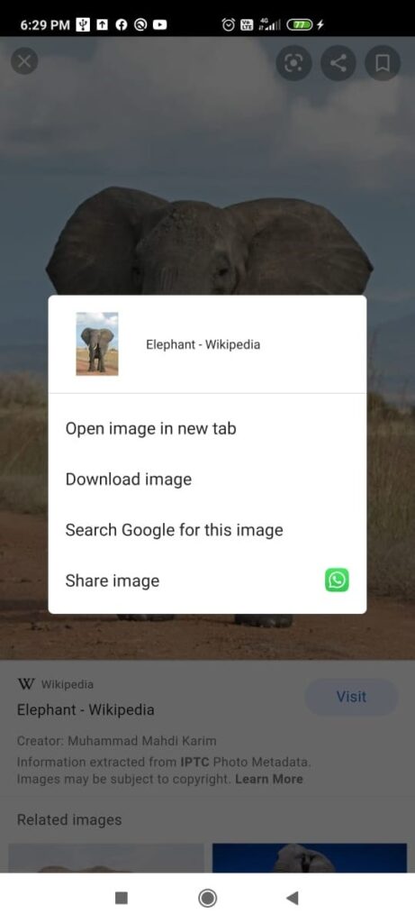 elephant google search image source and other details