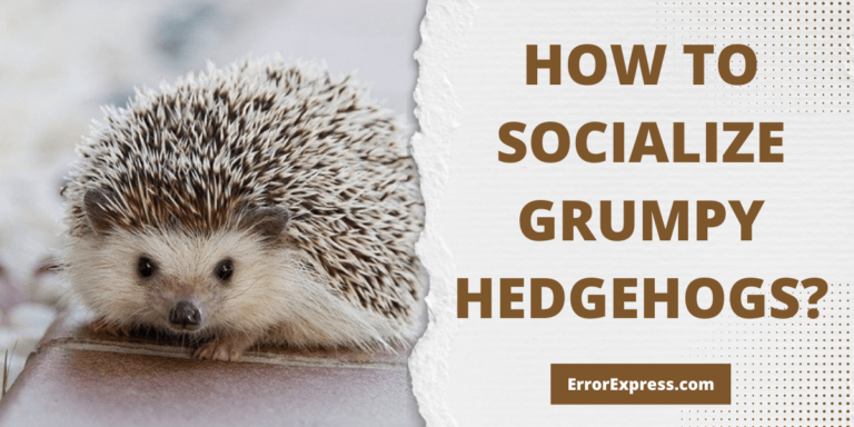 Feature image - Learn How To Socialize Grumpy Hedgehogs