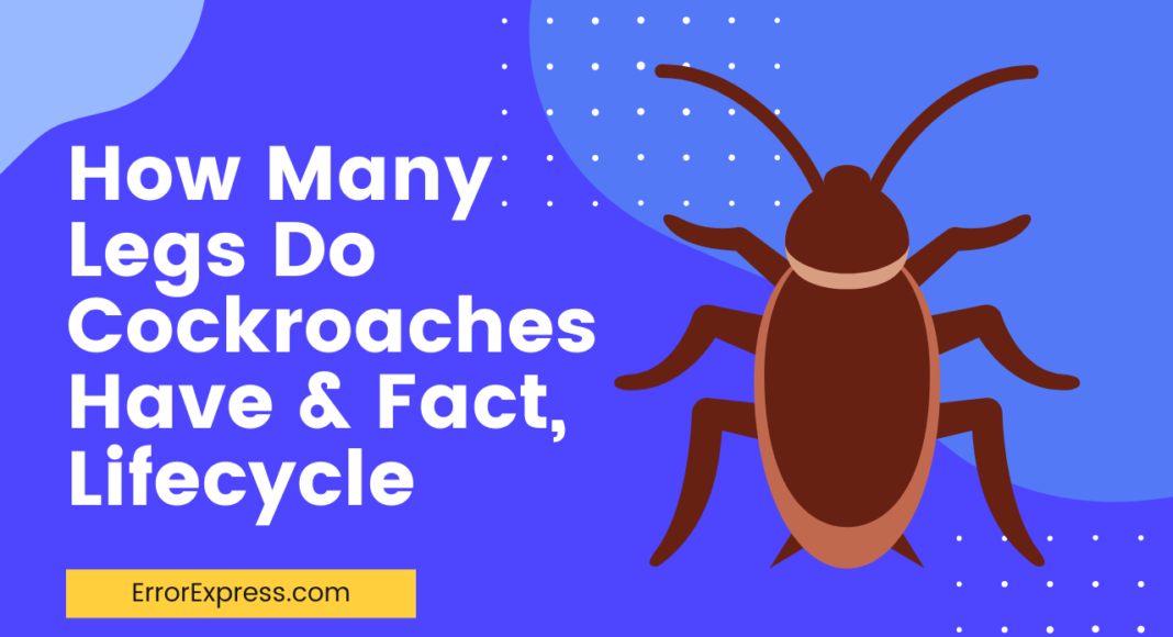Feature Image- How Many Legs Do Cockroaches Have & Fact, Lifecycle