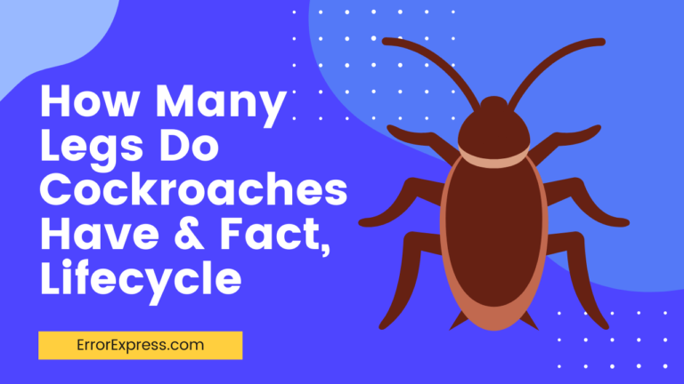 Feature Image- How Many Legs Do Cockroaches Have & Fact, Lifecycle