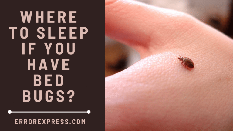 Where To Sleep If You Have Bed Bugs