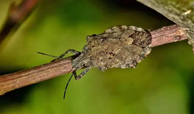Stink Bug Image