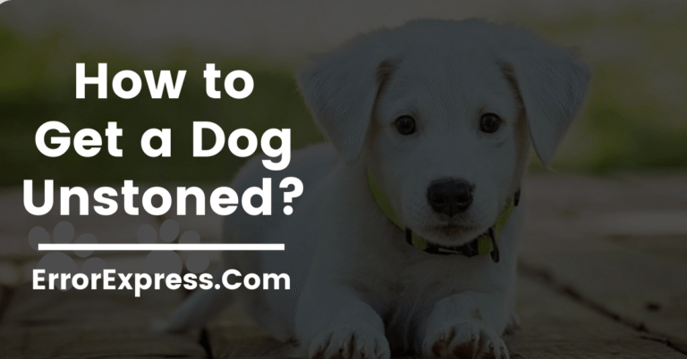 How to Get a Dog Unstoned- Is Your Dog in Trouble