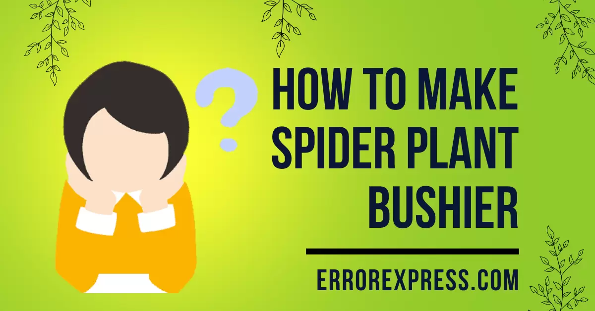 How to Make Spider Plant Bushier-min How to Make Spider Plant Bushier