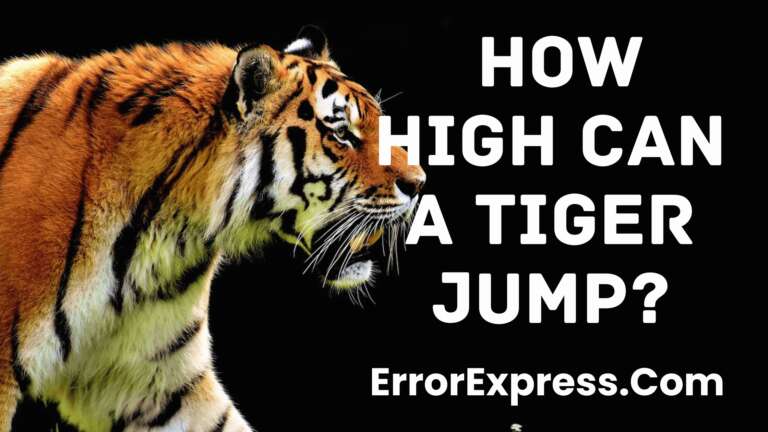  How High Can A Tiger Jump - A Guide