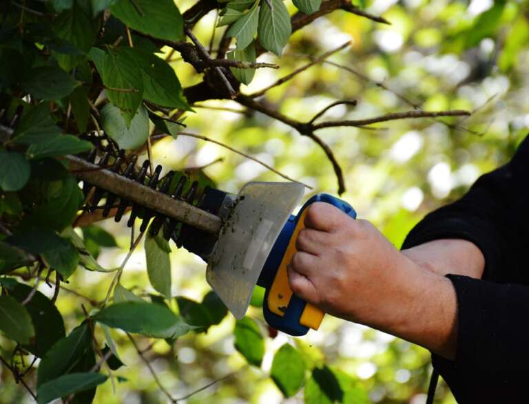 Are you curious About Tree Branch Cutting? Why Is It Done?