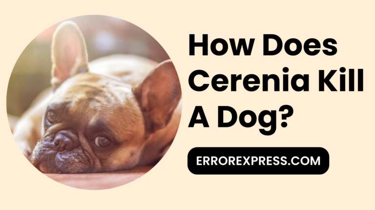 How Does Cerenia Kill A Dog