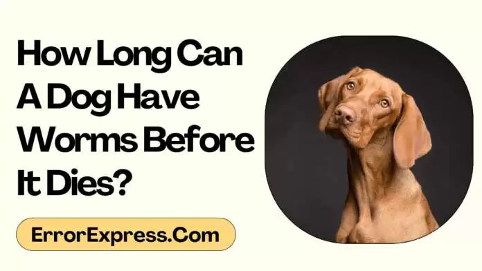 How Long Can A Dog Have Worms Before It Dies-min How Long Can A Dog Have Worms Before It Dies