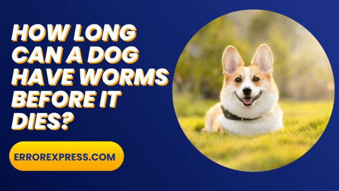 How long can a dog have worms before it dies {A Guide}
