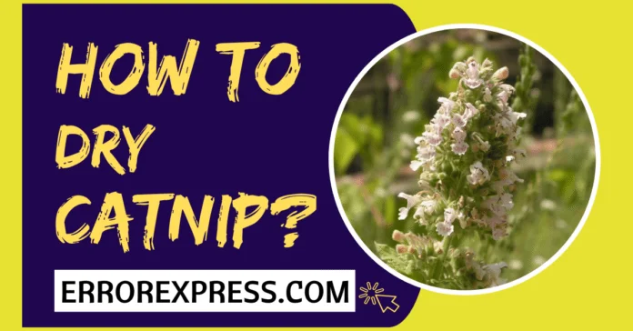 how to cry catnip-min How To Dry Catnip {A Guide}