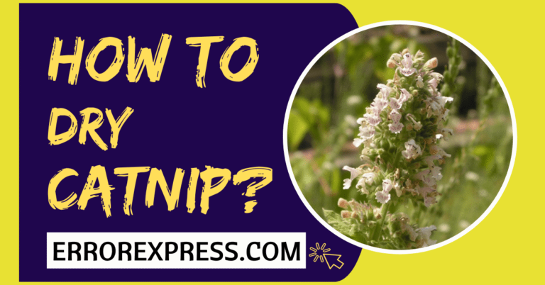 How To Dry Catnip {A Guide}