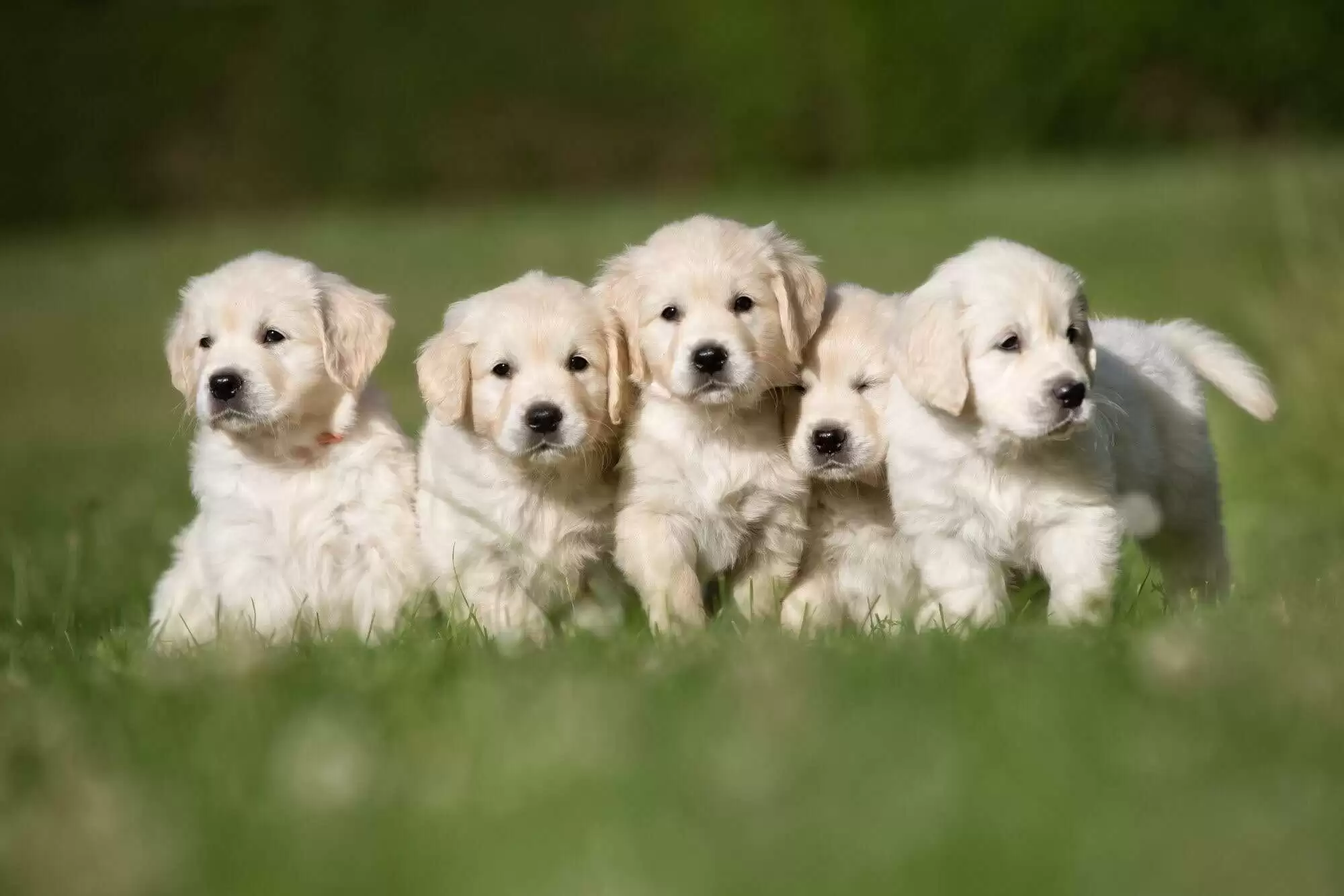 Caring for Your Dogs: How to Specialize Pet Care For Specific Breeds