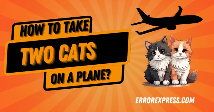 How To Take Two Cats On A Plane-min How To Take Two Cats On A Plane {A Guide}