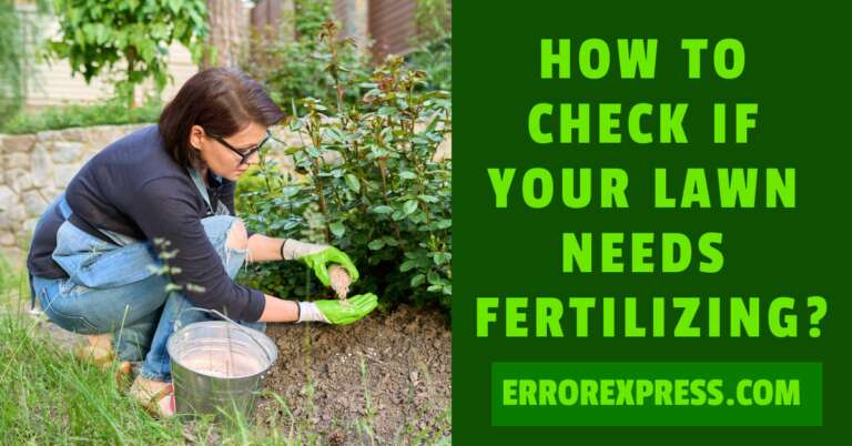 How to Check If Your Lawn Needs Fertilizing