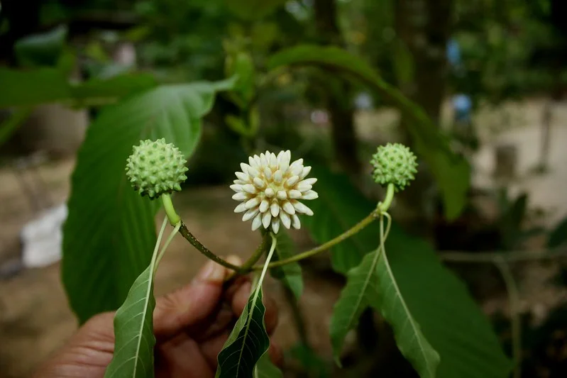 Introduction To Kratom