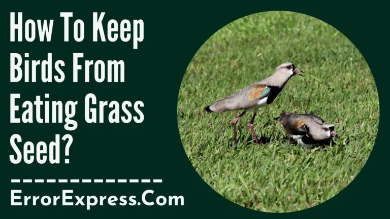 How To Keep Birds From Eating Grass Seed